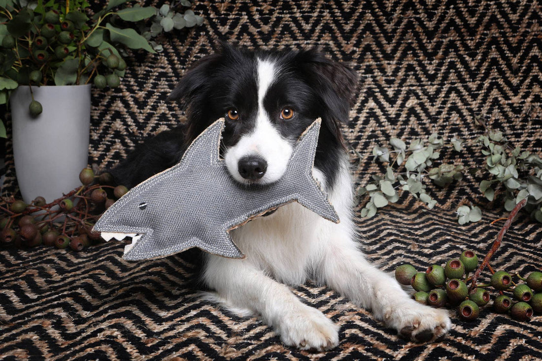 Why what's in your dog's toy matters as much as what's in their bowl
