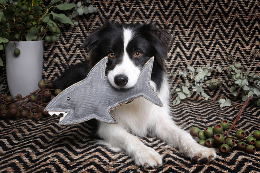 Why what's in your dog's toy matters as much as what's in their bowl