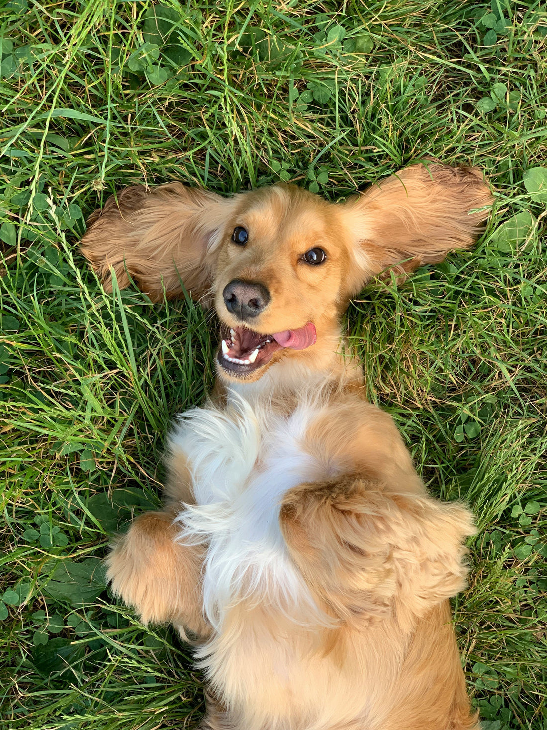 A simple homemade treat your dog will love
